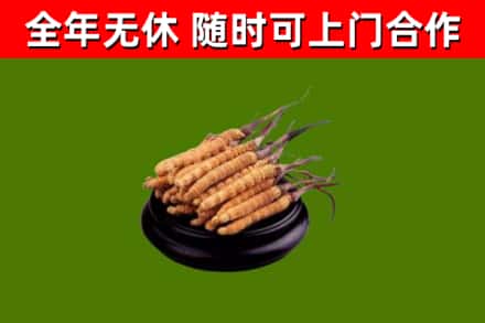 铜山回收散虫草